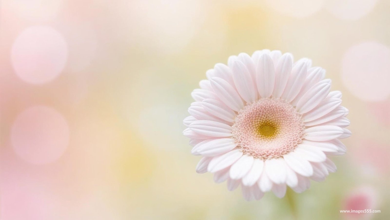 Flower Background, Flower Background aesthetic, Flower background HD, Flower background hd 4k, Flower Wallpaper, Background Flower, Background Floral, Flower wallpaper, Flower petals, Floral leaves, Blossom, Petals,