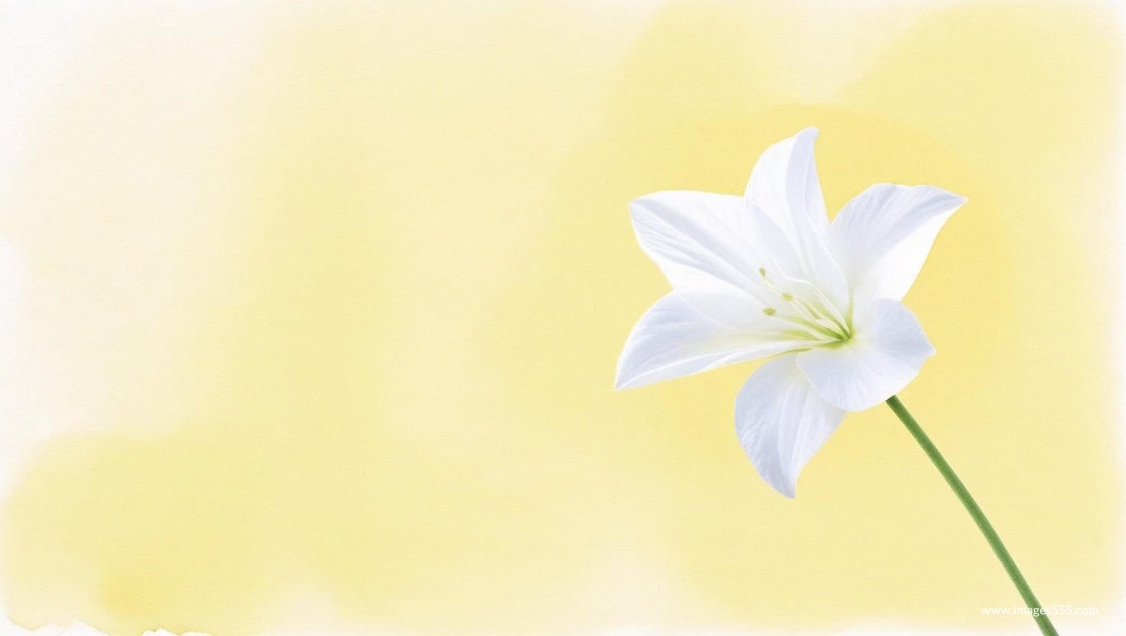 Flower Background, Flower Background aesthetic, Flower background HD, Flower background hd 4k, Flower Wallpaper, Background Flower, Background Floral, Flower wallpaper, Flower petals, Floral leaves, Blossom, Petals,
