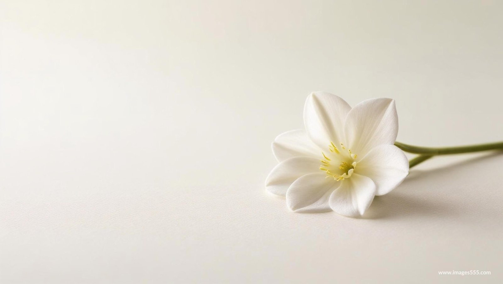 Flower Background, Flower Background aesthetic, Flower background HD, Flower background hd 4k, Flower Wallpaper, Background Flower, Background Floral, Flower wallpaper, Flower petals, Floral leaves, Blossom, Petals,