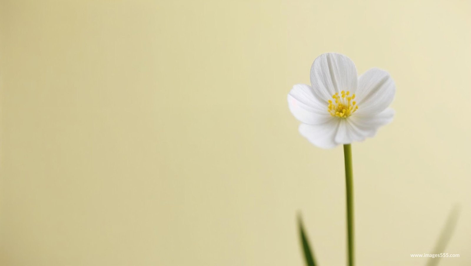 Flower Background, Flower Background aesthetic, Flower background HD, Flower background hd 4k, Flower Wallpaper, Background Flower, Background Floral, Flower wallpaper, Flower petals, Floral leaves, Blossom, Petals,