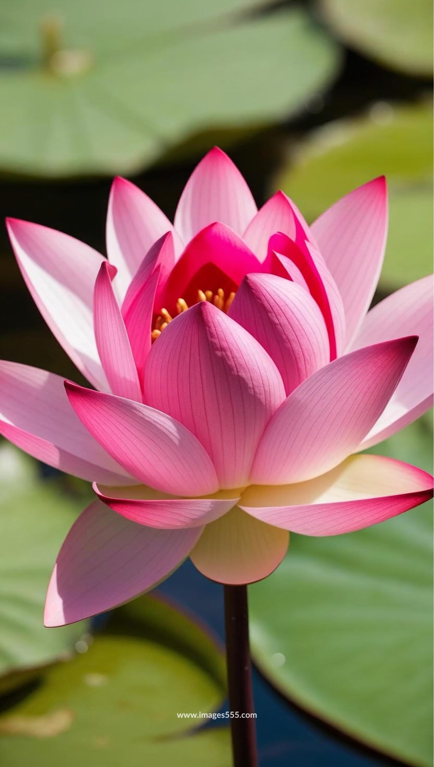 Lotus flower images, Lotus flower images free, lotus flower stock photos and images, perfect lotus pictures, lotus flower images hd, pink lotus flower images, beautiful lotus images, lotus flower images download, images555.com