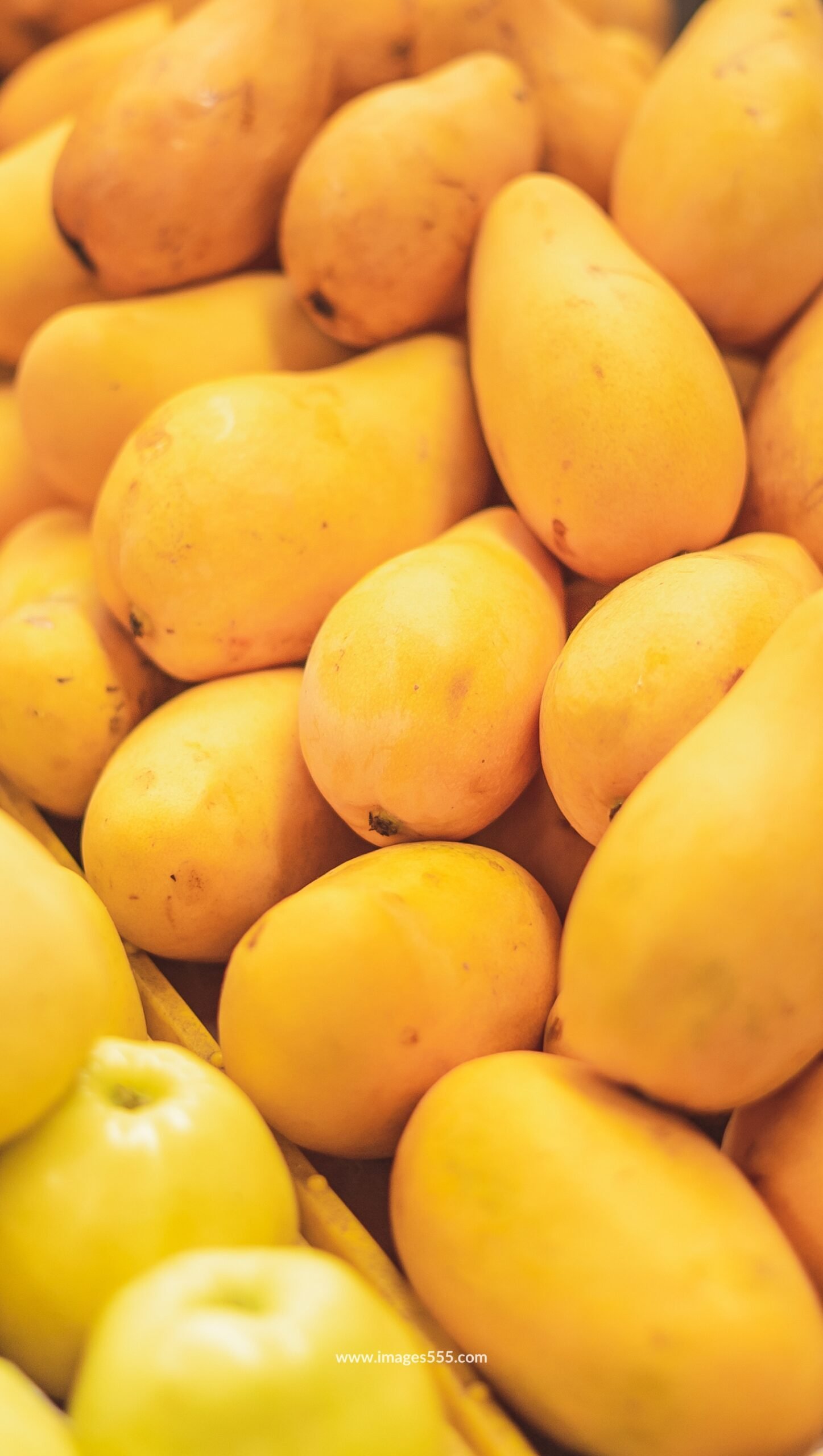 Mango Images 19 Mango Images, Mango Images hd, Fresh Mango Images, Best Mango Photo, Mango Images Download, Mango Images Wallpapers, images555.com
