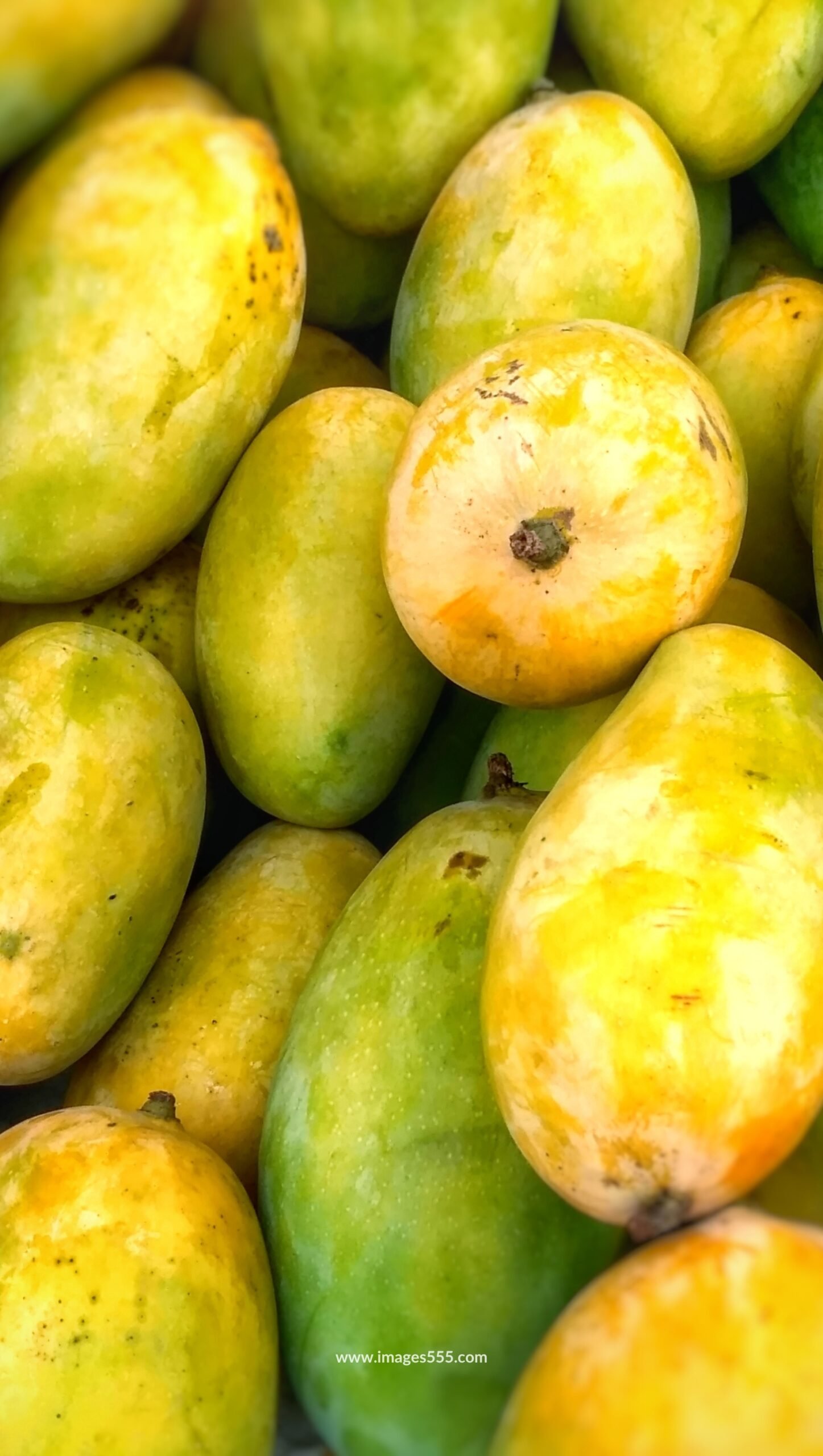 Mango Images 18 Mango Images, Mango Images hd, Fresh Mango Images, Best Mango Photo, Mango Images Download, Mango Images Wallpapers, images555.com