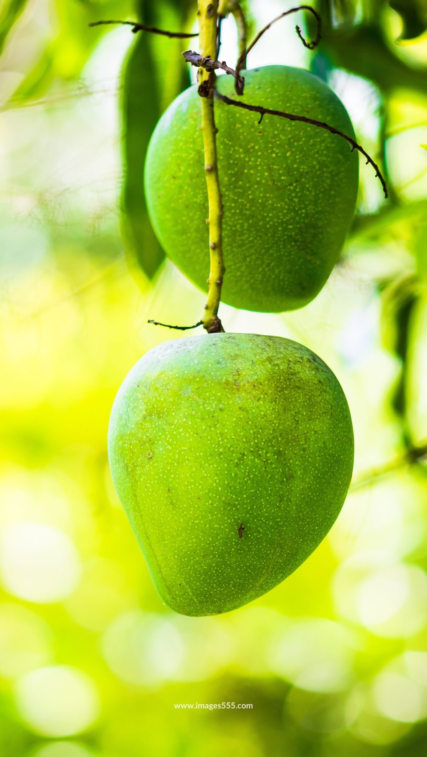 Mango Images 17 Mango Images, Mango Images hd, Fresh Mango Images, Best Mango Photo, Mango Images Download, Mango Images Wallpapers, images555.com