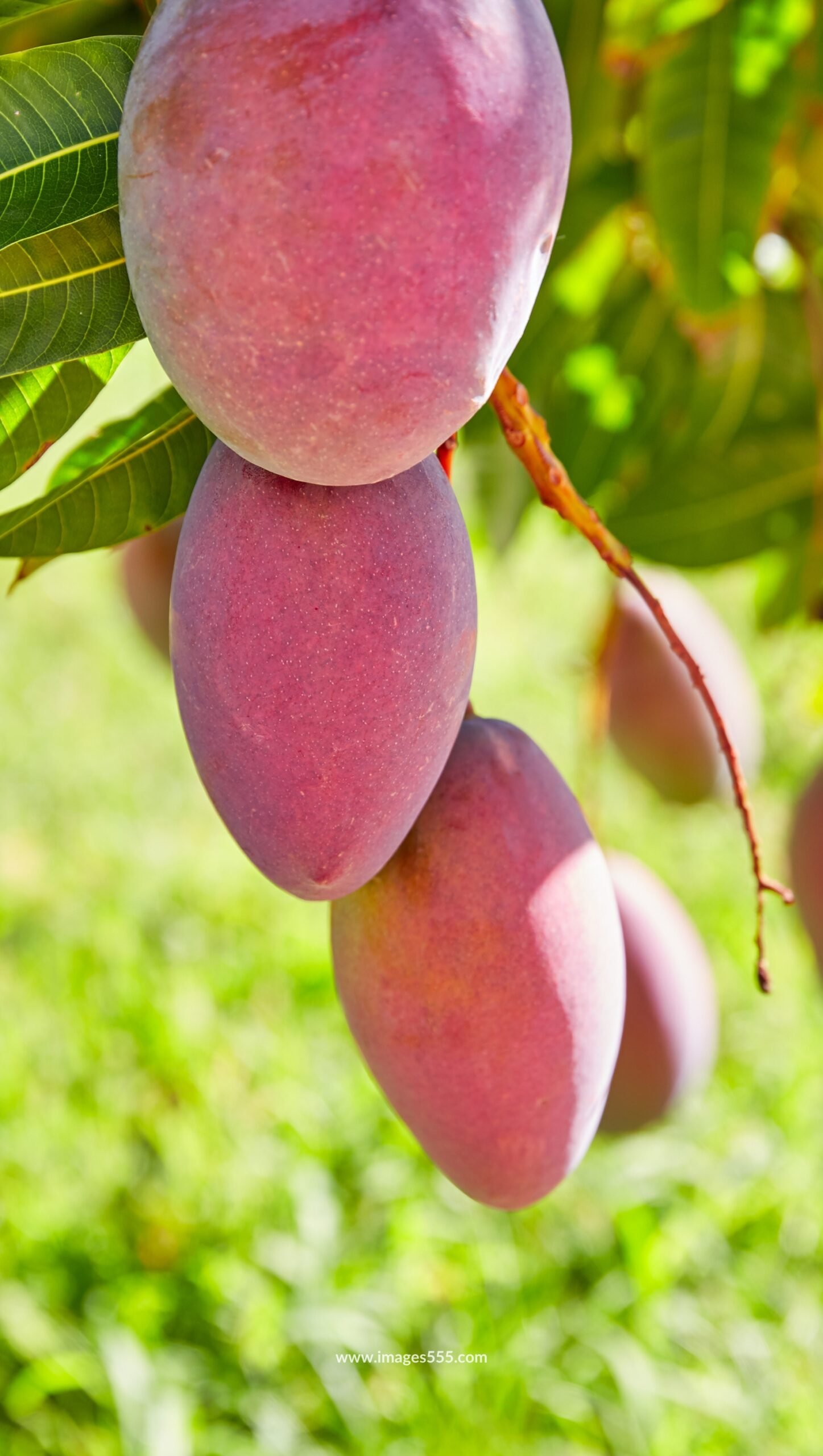 Mango Images 14 Mango Images, Mango Images hd, Fresh Mango Images, Best Mango Photo, Mango Images Download, Mango Images Wallpapers, images555.com