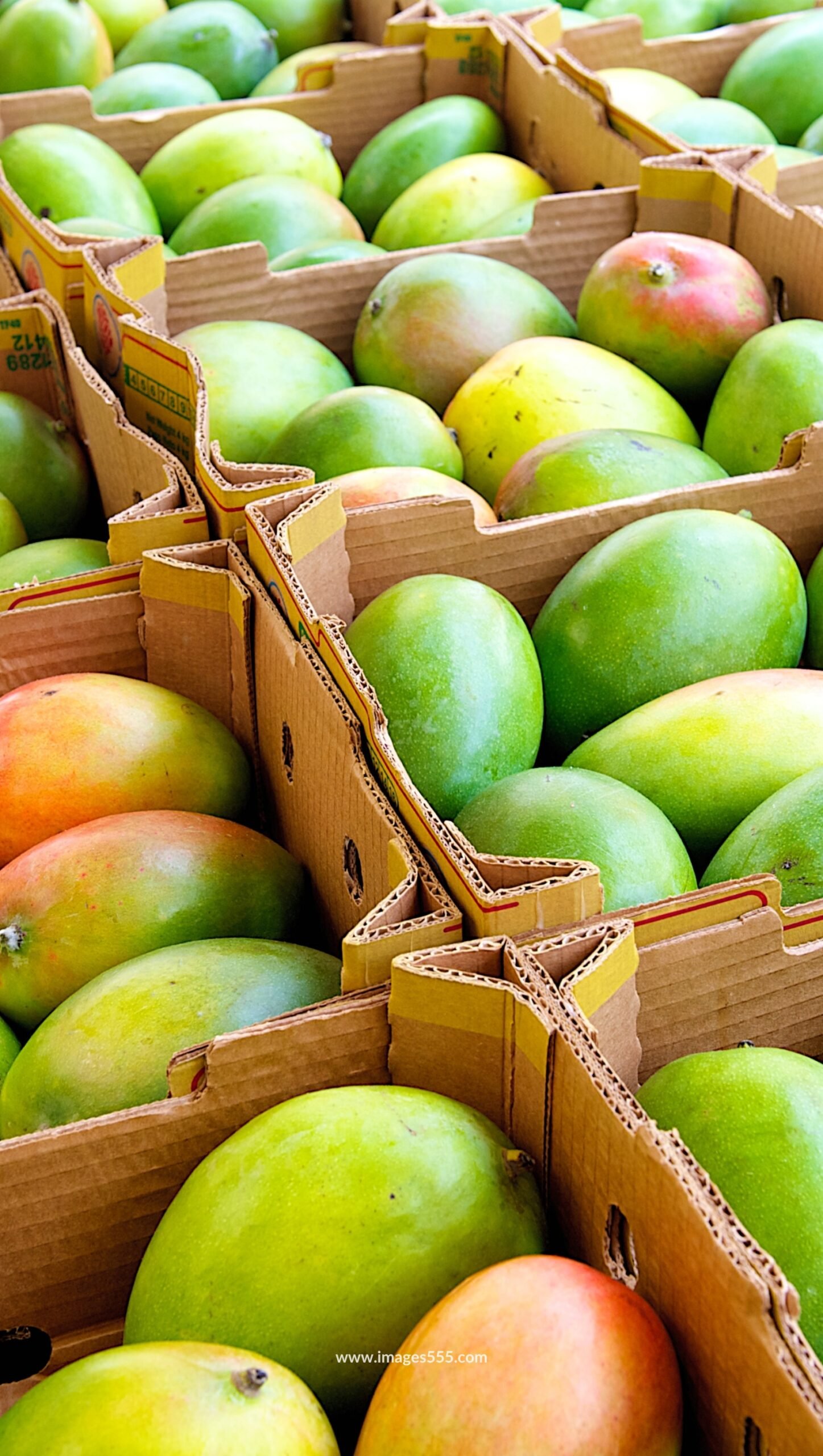 Mango Images 10 Mango Images, Mango Images hd, Fresh Mango Images, Best Mango Photo, Mango Images Download, Mango Images Wallpapers, images555.com