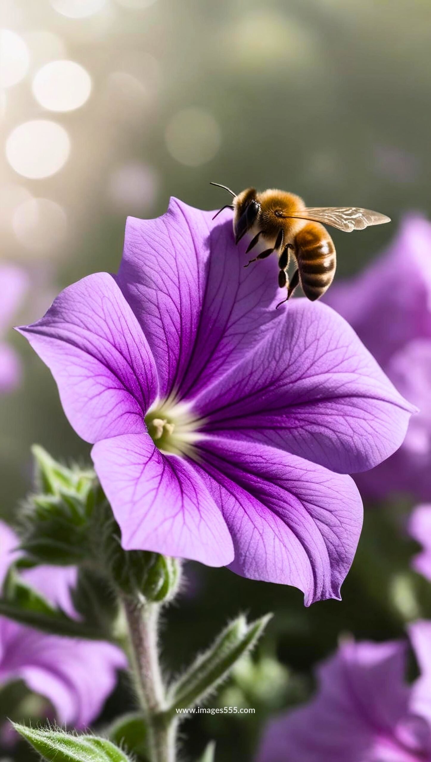 Petunia Flower Images 21 Petunia Flower Images, Petunia Flower Images free, Petunia Pictures, Images and Stock Photos, Download the perfect petunias pictures, Petunia Flower stock photos and images, images555.com