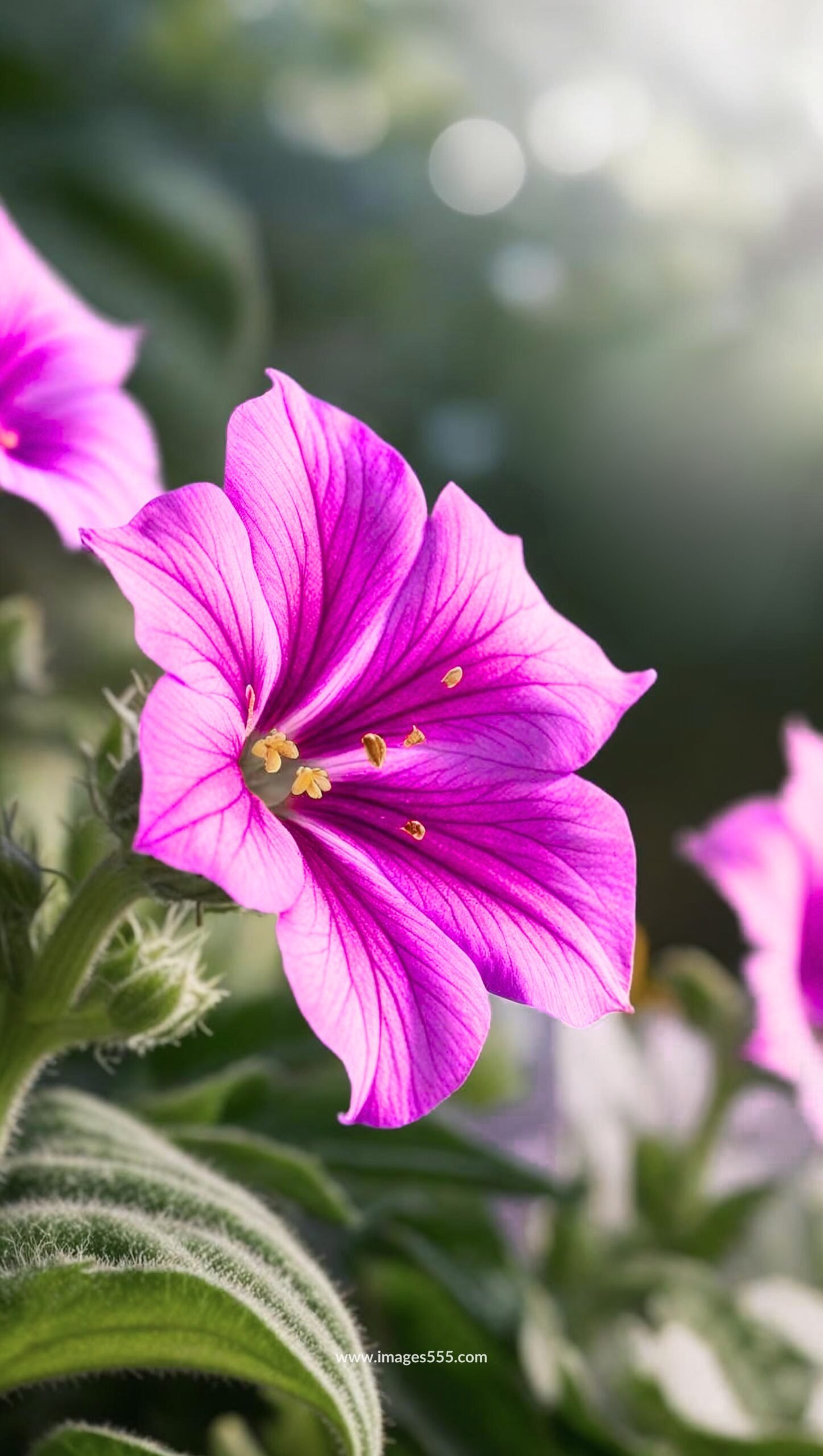 Petunia Flower Images 19 Petunia Flower Images, Petunia Flower Images free, Petunia Pictures, Images and Stock Photos, Download the perfect petunias pictures, Petunia Flower stock photos and images, images555.com