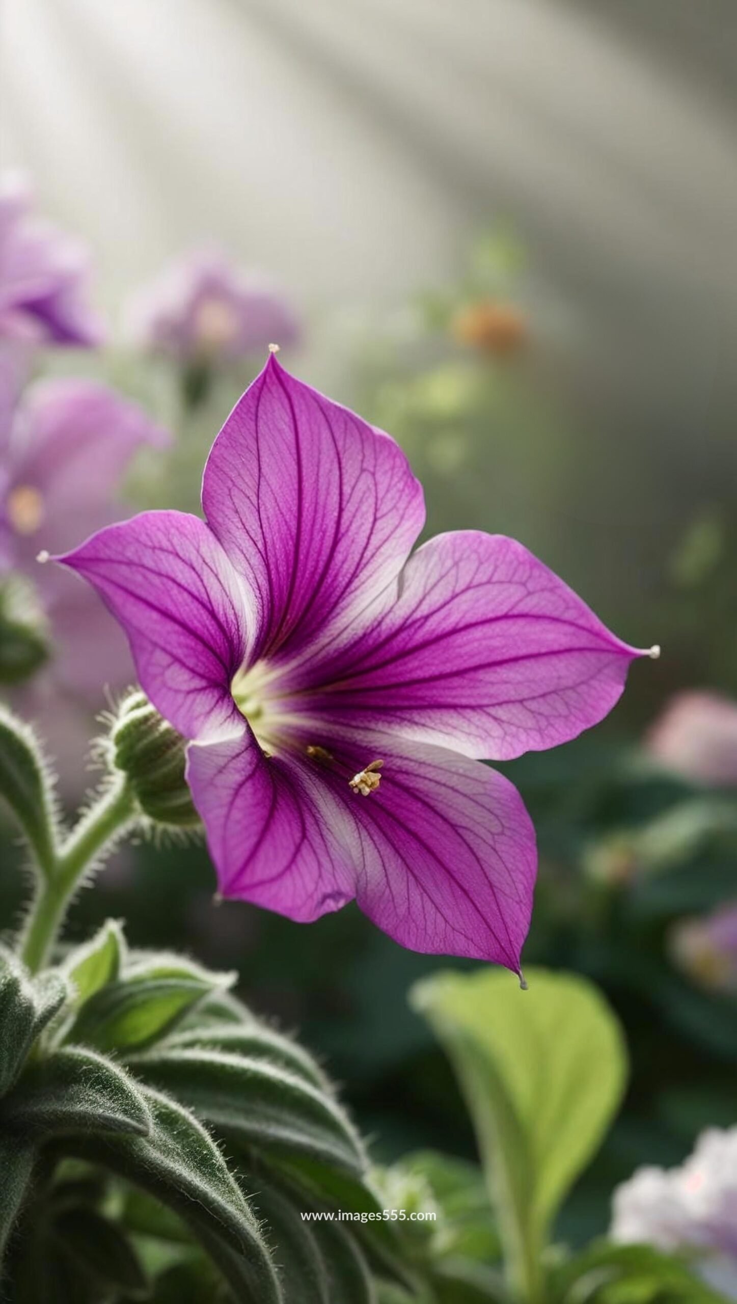 Petunia Flower Images 18 Petunia Flower Images, Petunia Flower Images free, Petunia Pictures, Images and Stock Photos, Download the perfect petunias pictures, Petunia Flower stock photos and images, images555.com