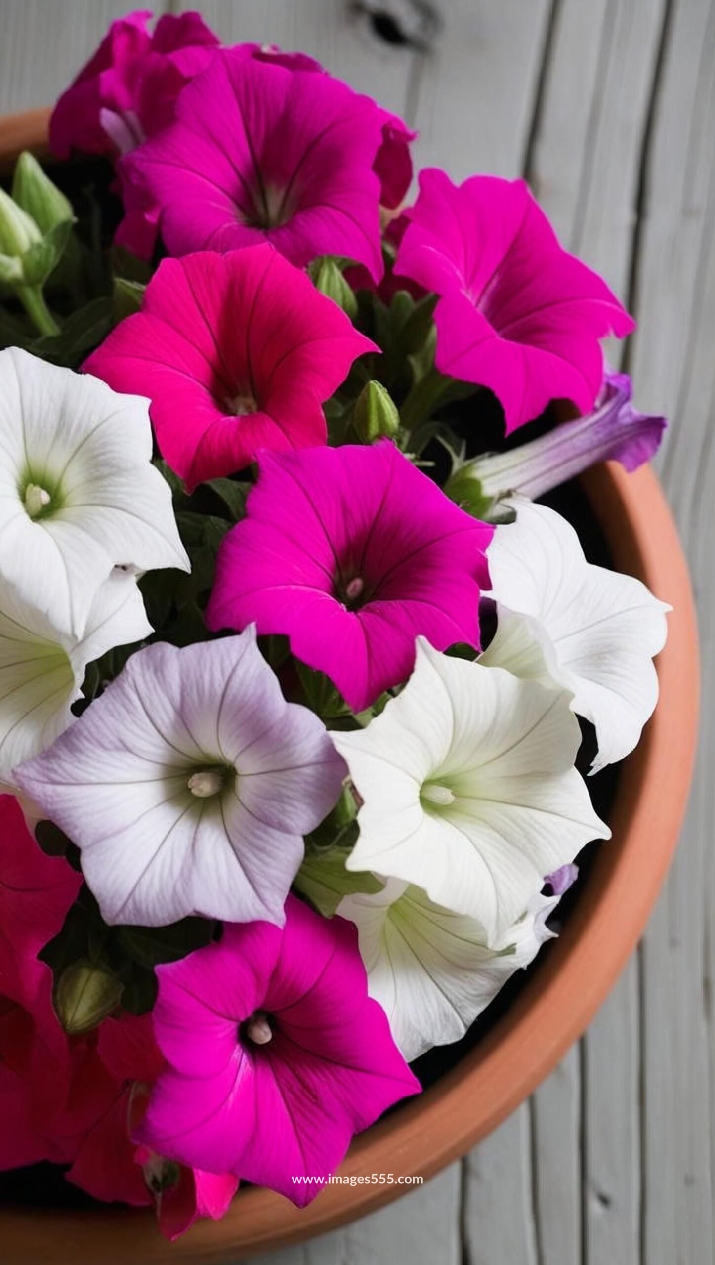 Petunia Flower Images 16 Petunia Flower Images, Petunia Flower Images free, Petunia Pictures, Images and Stock Photos, Download the perfect petunias pictures, Petunia Flower stock photos and images, images555.com