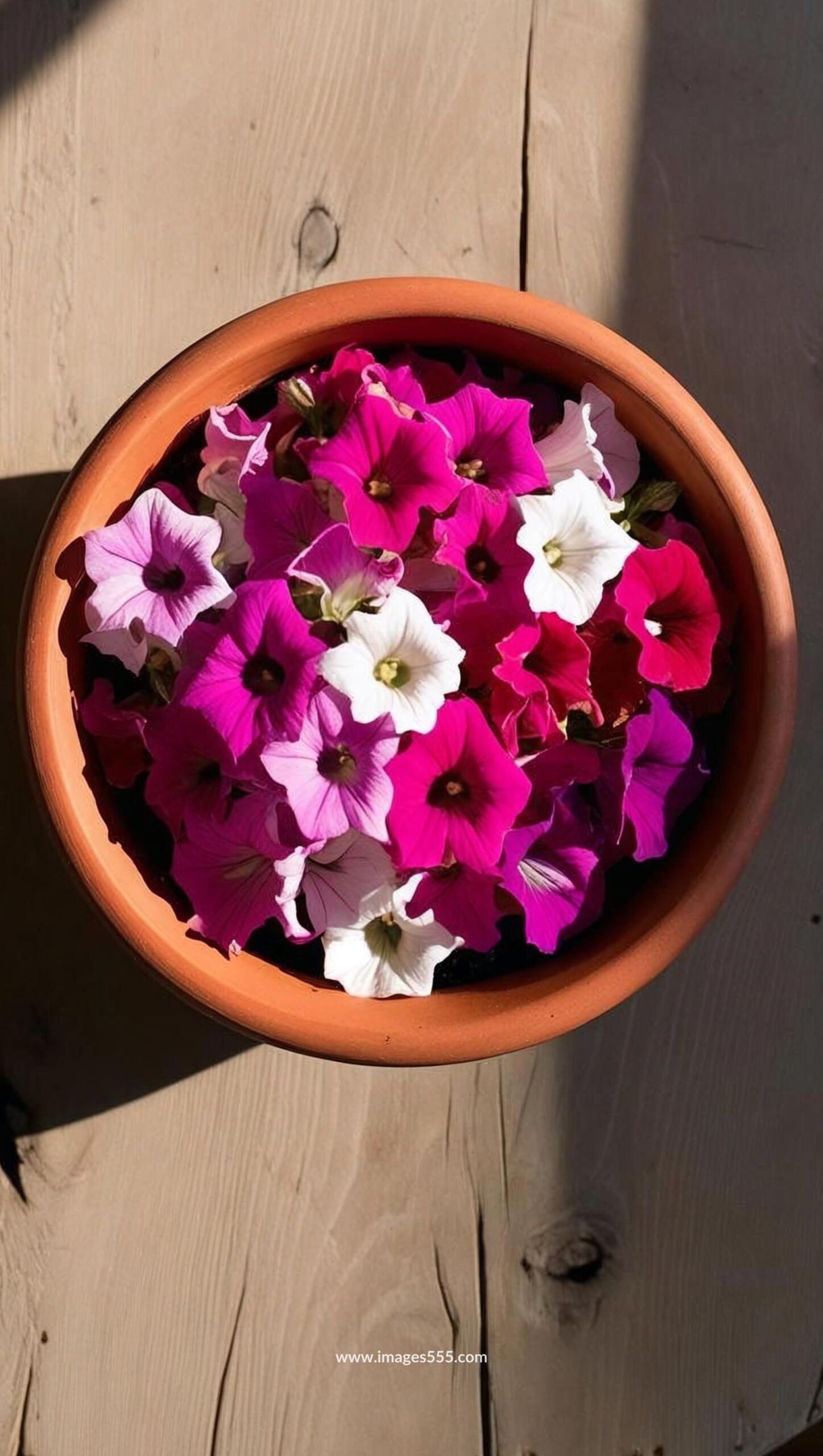 Petunia Flower Images 14 Petunia Flower Images, Petunia Flower Images free, Petunia Pictures, Images and Stock Photos, Download the perfect petunias pictures, Petunia Flower stock photos and images, images555.com