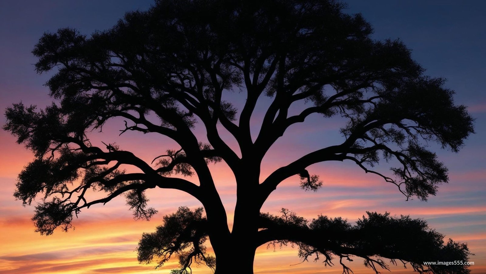 Sunset Silhouette Background Images 11 Sunset Silhouette Background Images, Free sunset silhouette background images, Sunset Silhouette painting, Sunset silhouette drawing, Sunset silhouette background images download,