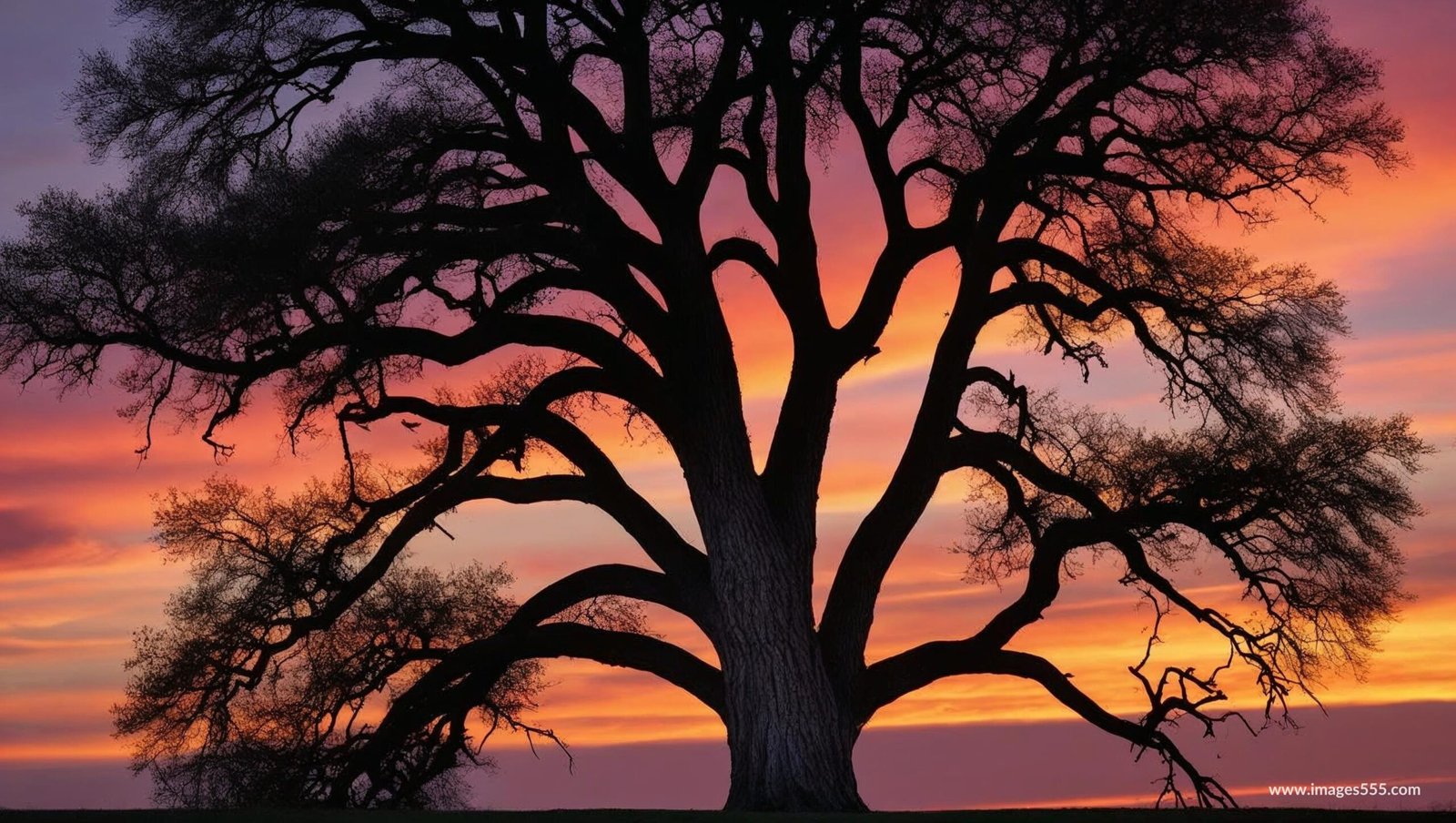 Sunset Silhouette Background Images 12 Sunset Silhouette Background Images, Free sunset silhouette background images, Sunset Silhouette painting, Sunset silhouette drawing, Sunset silhouette background images download,