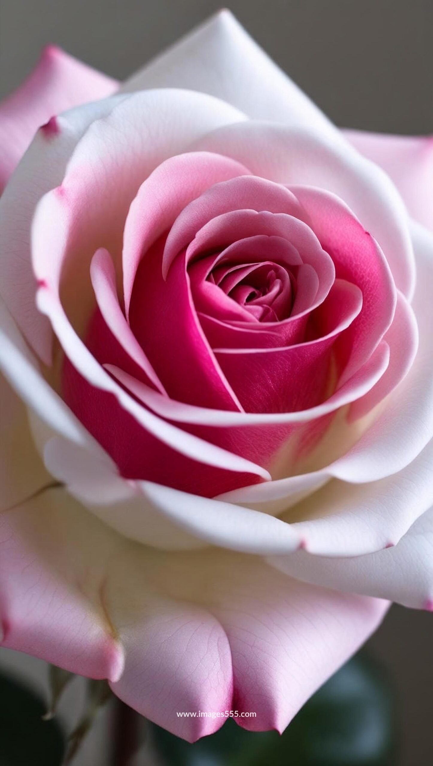 White Pink Roses Images 3 White Pink Roses Images, white pink roses, pink roses, pink rose buds, pink rose bouquets,