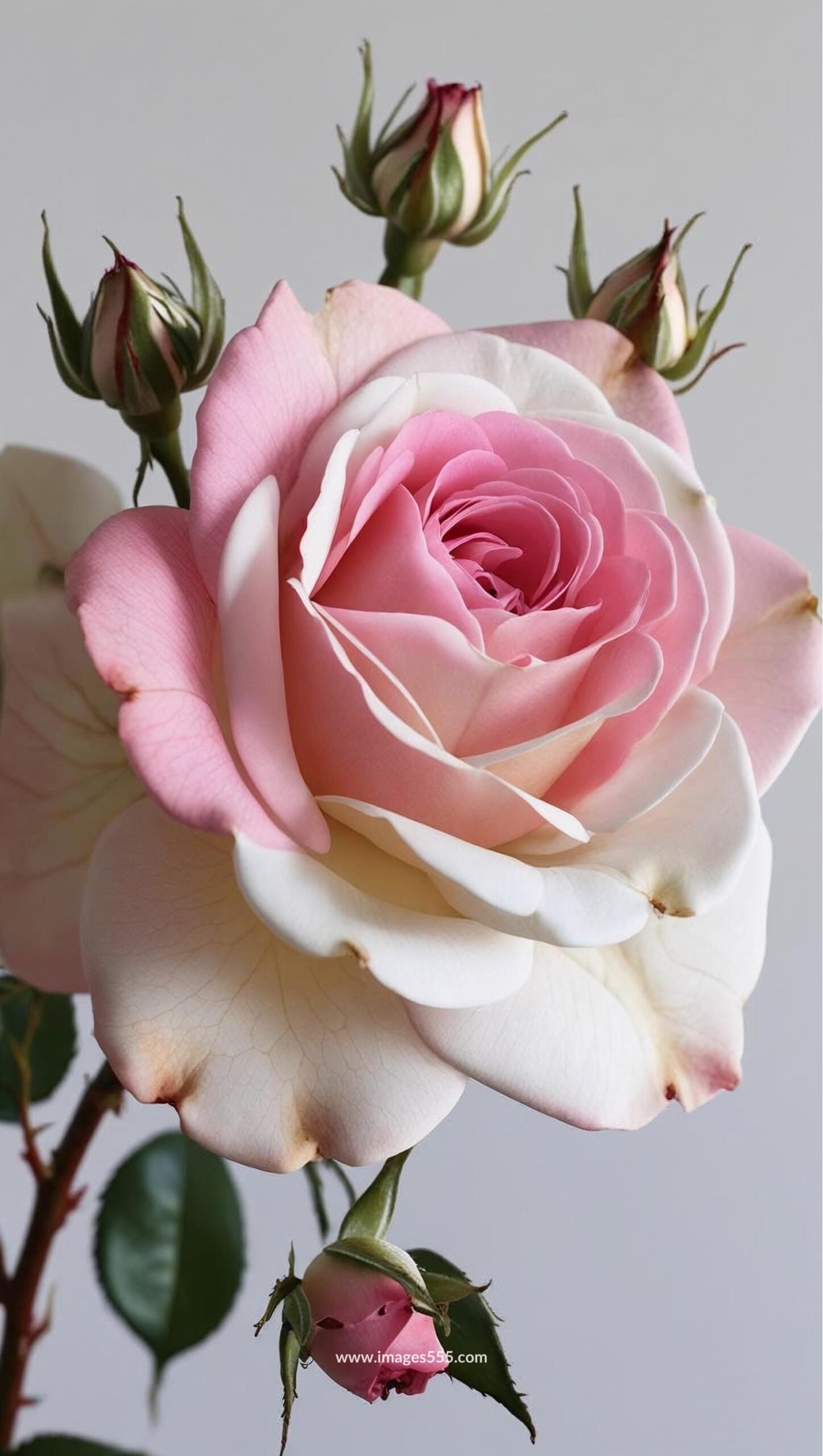 White Pink Roses Images 7 White Pink Roses Images, white pink roses, pink roses, pink rose buds, pink rose bouquets,