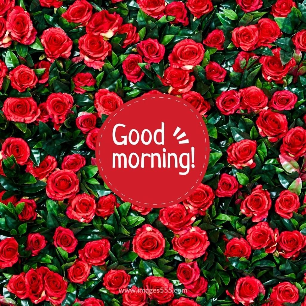good morning images with flowers 24