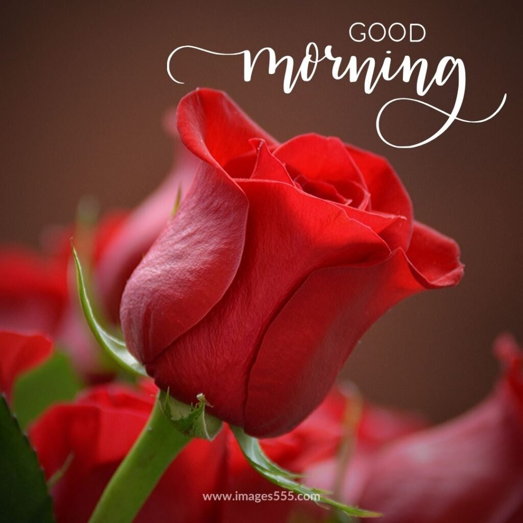 good morning images with flowers 26