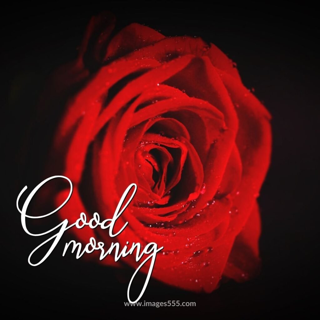 good morning images with flowers 27