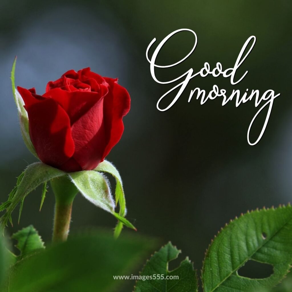 good morning images with flowers 28