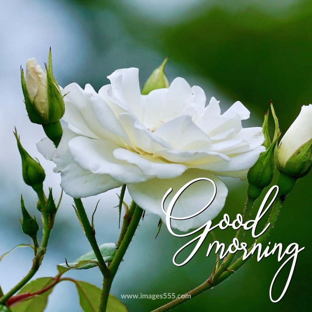 good morning images with flowers 29