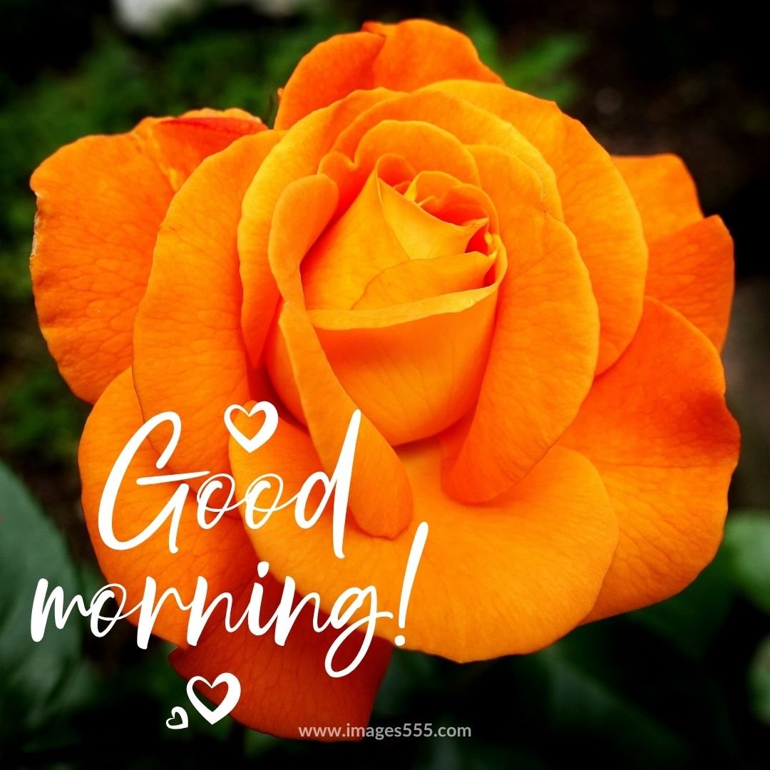 good morning images with flowers 31
