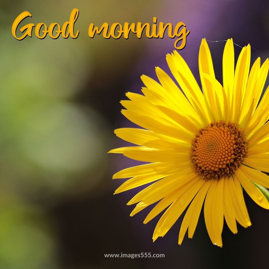 good morning images with flowers 32