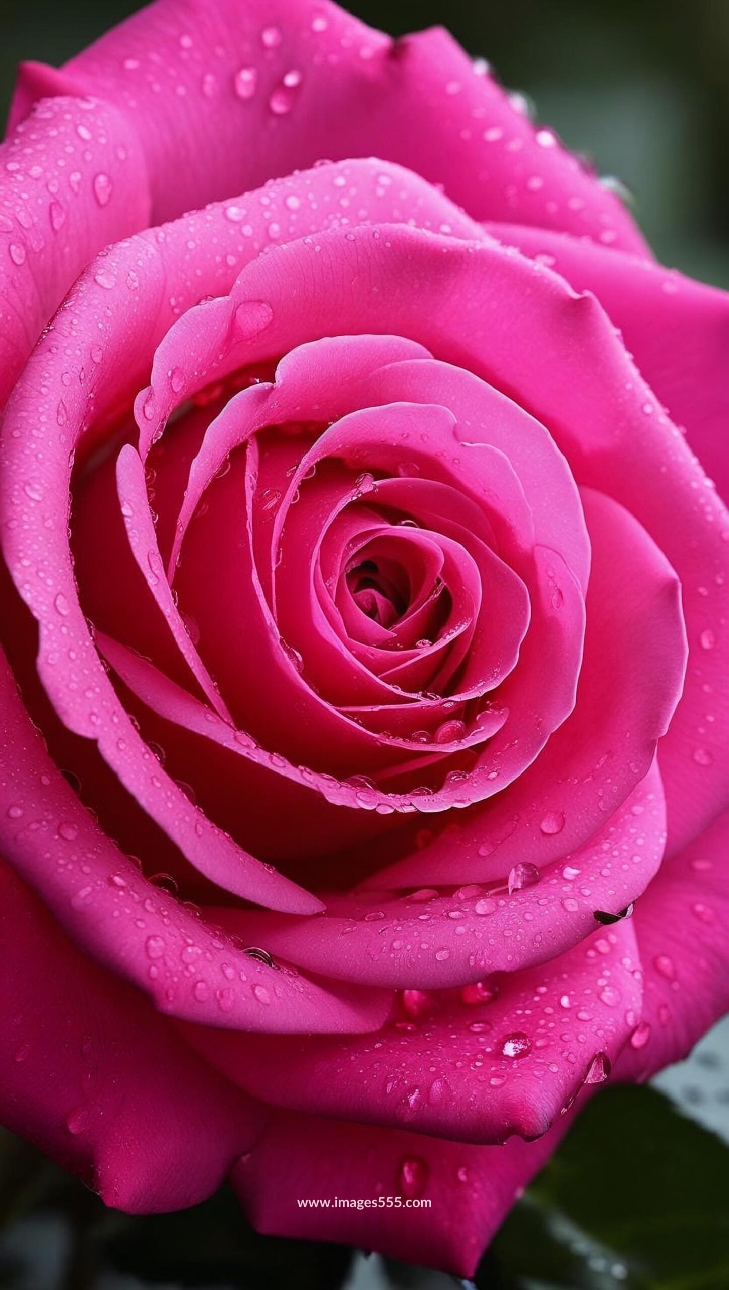 pink rose flower, flower, rose, love, pink, peace, calm,
