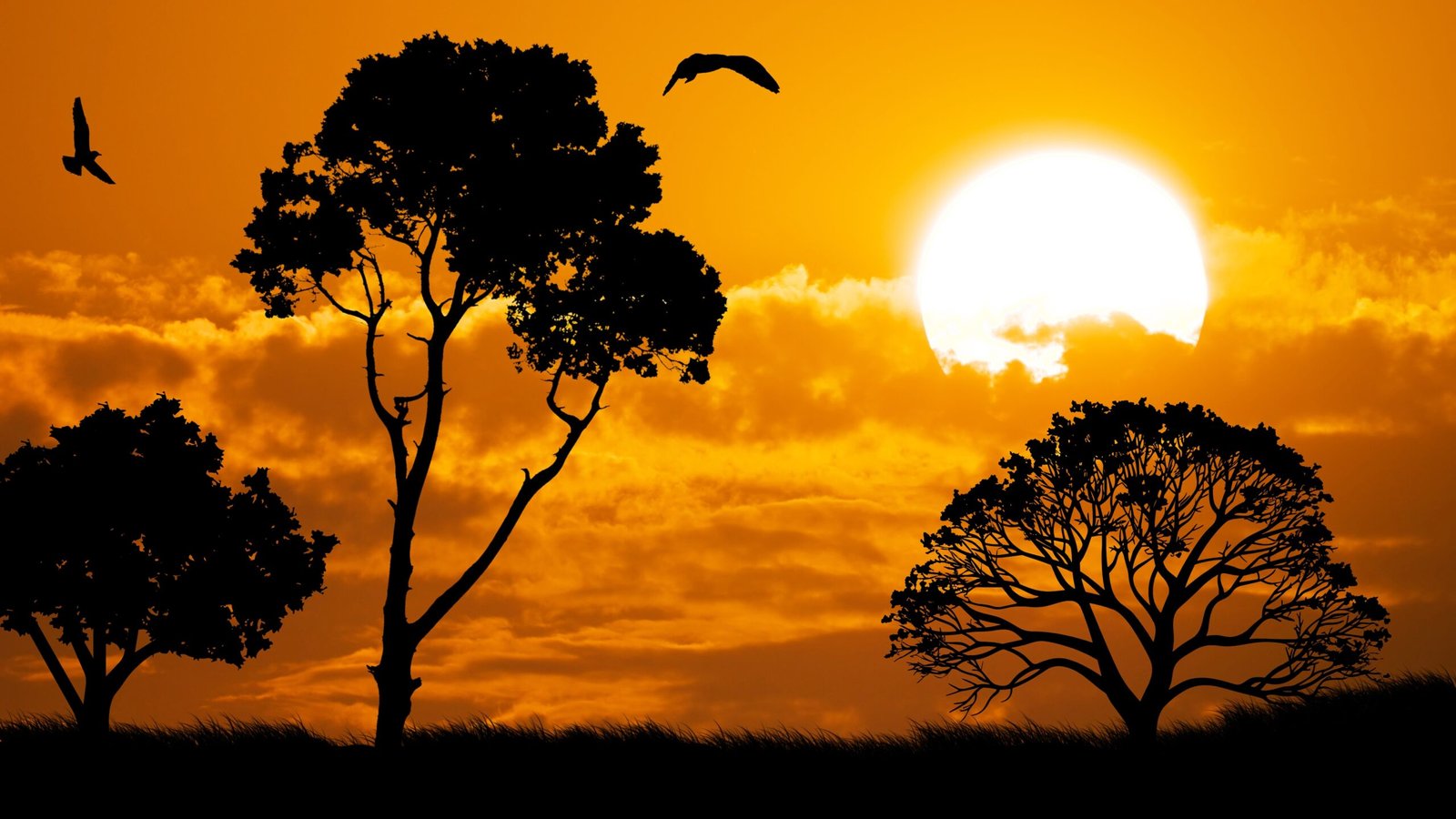 Sunset Sky - Sunset Silhouette 2 sunset sky,
sunset silhouette,
nature silhouette,
sunset landscape,
birds flying at sunset,
tree silhouette,
golden hour nature,
sunset scenery,
