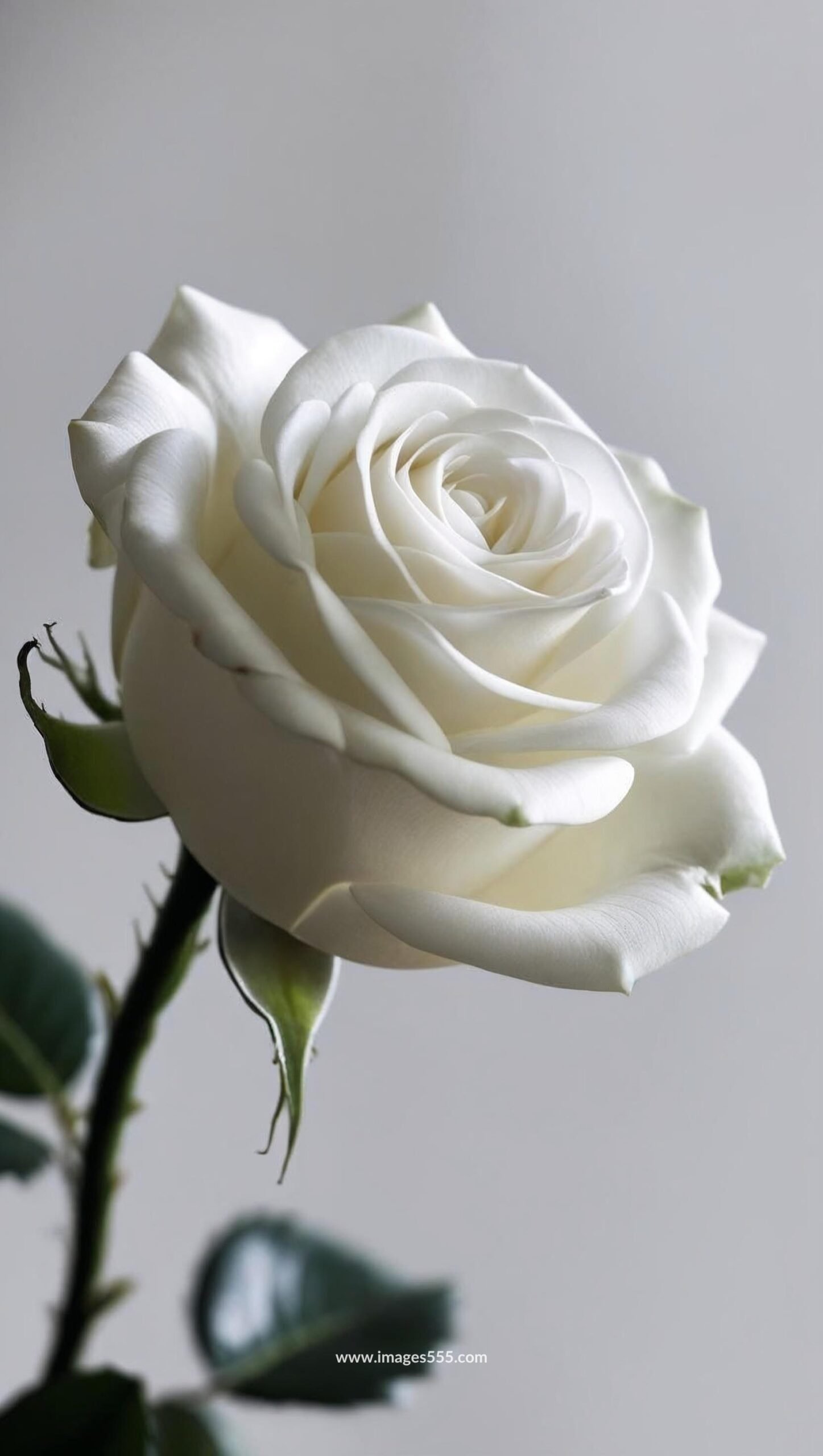 White Rose Flower 12 white rose flower 2 scaled
