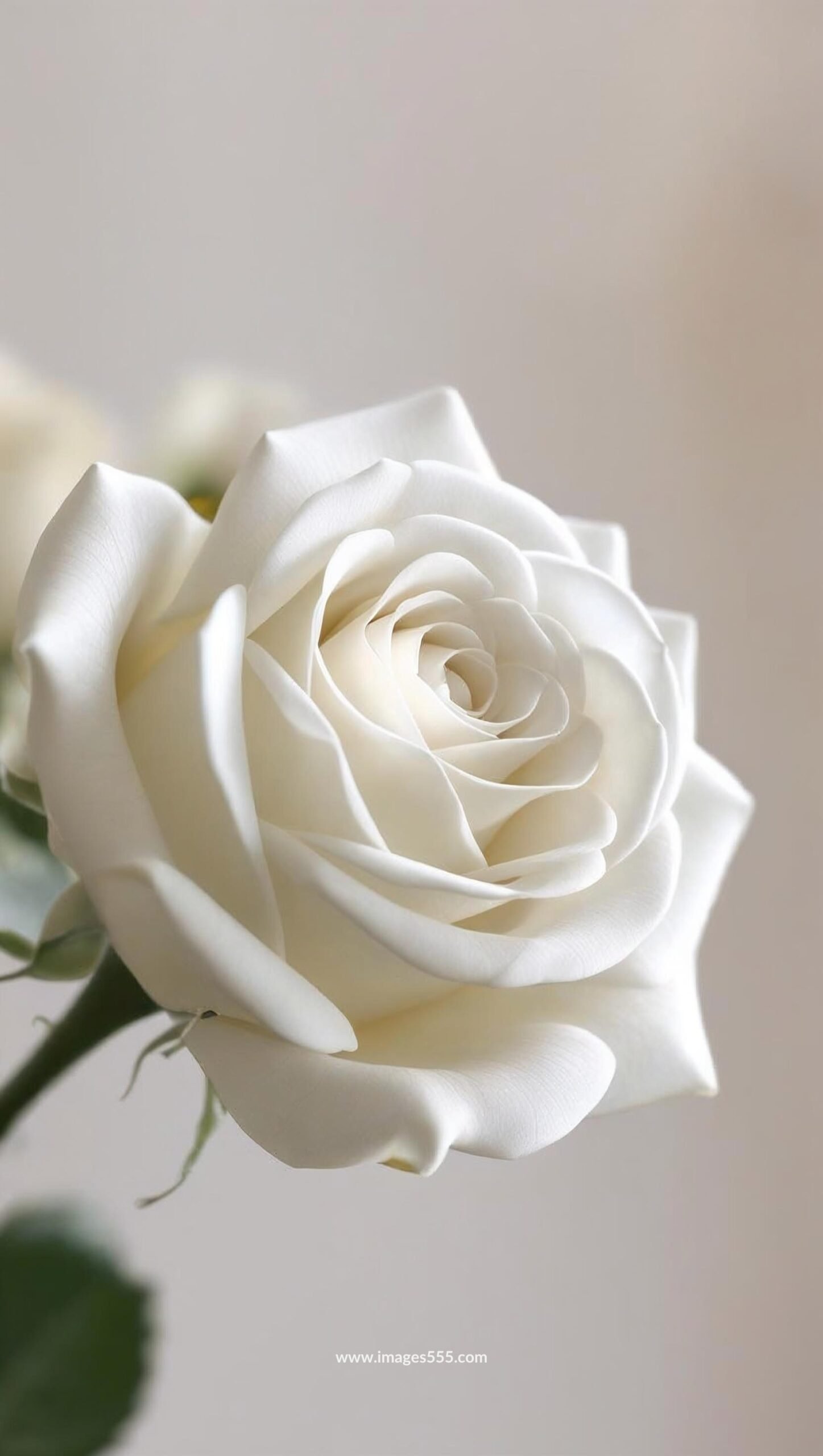 White Rose Flower 11 white rose flower 3 scaled