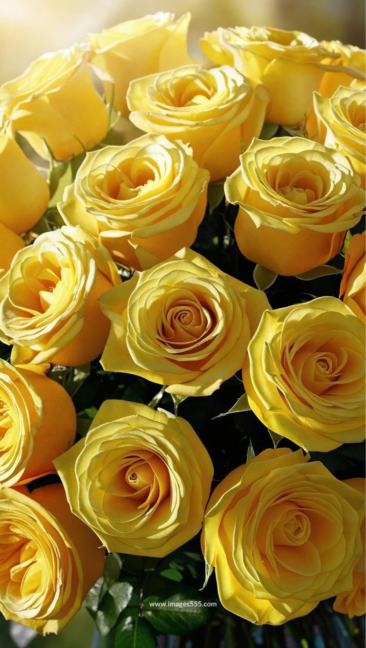Yellow Rose Images 16 Yellow Rose Images, Yellow Rose Bouquet, Yellow Rose with yellow rose buds