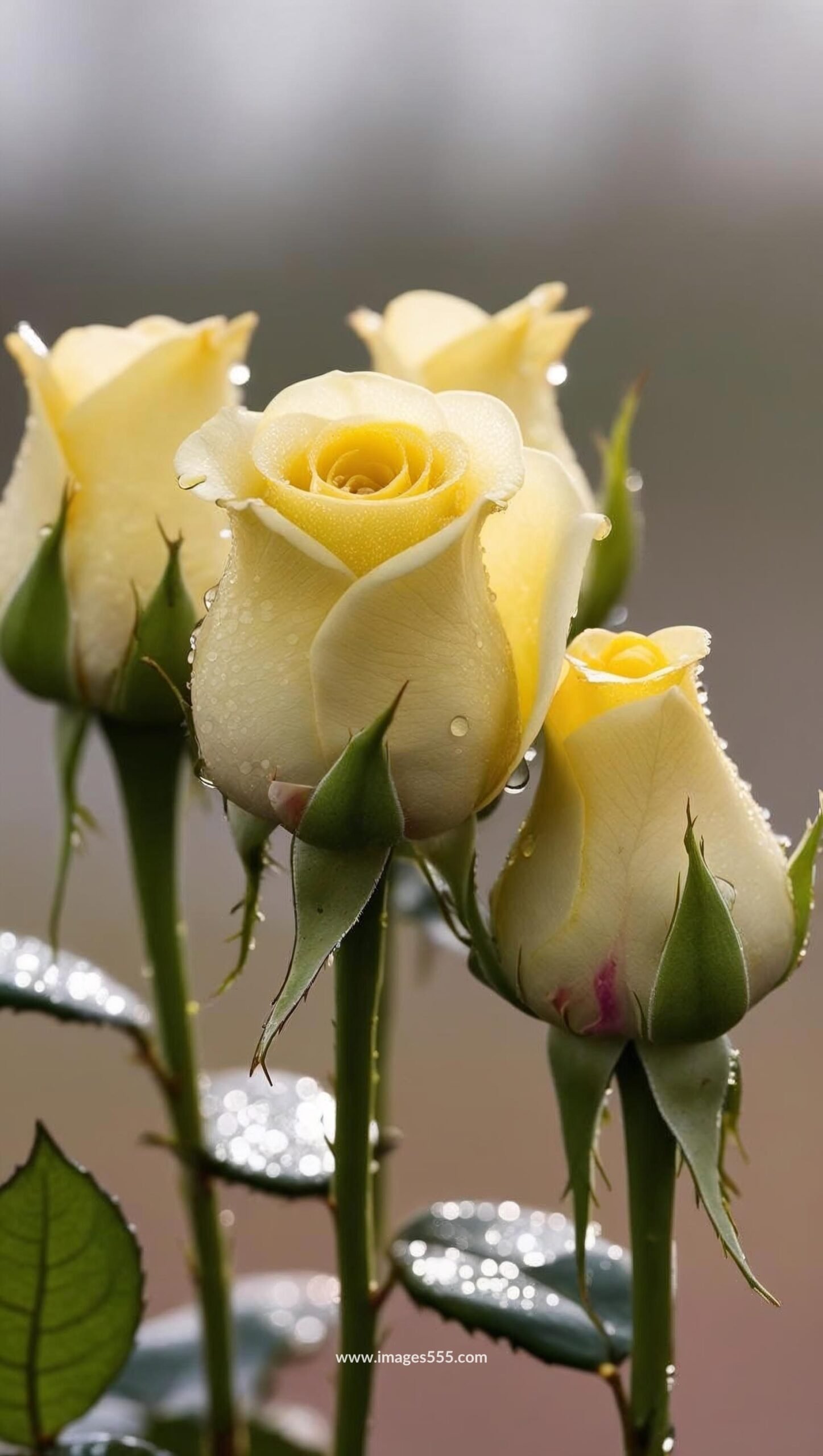 Yellow Rose Images 12 Yellow Rose Images, Yellow Rose Bouquet, Yellow Rose with yellow rose buds