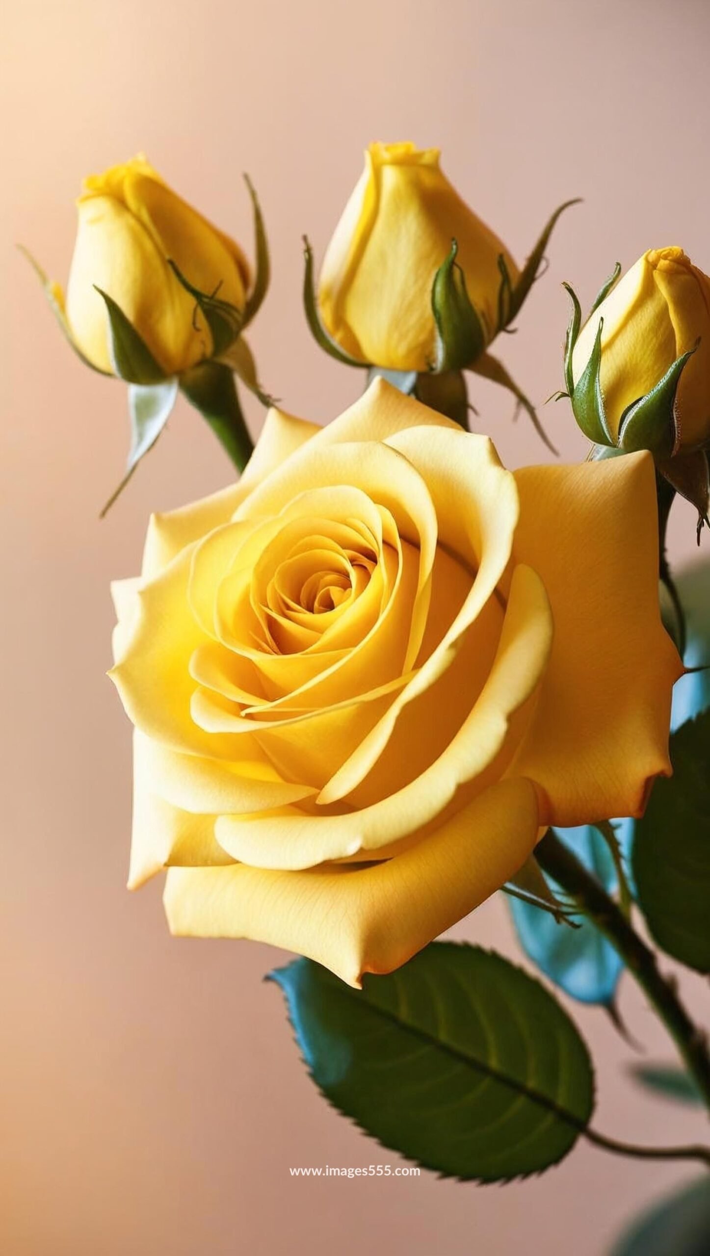 Yellow Rose Images 6 Yellow Rose Images, Yellow Rose Bouquet, Yellow Rose with yellow rose buds